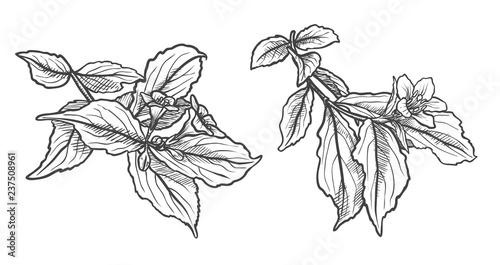 Ink, pencil, the leaves and flowers of apple isolated. Line art transparent background. Hand drawn nature painting. Freehand sketching illustration for coloring