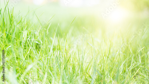 spring background, juicy green young grass in the sun, bright fresh background, texture