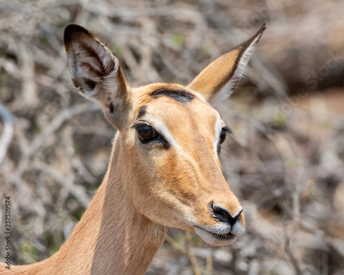 Female Impala © Cathy Withers-Clarke