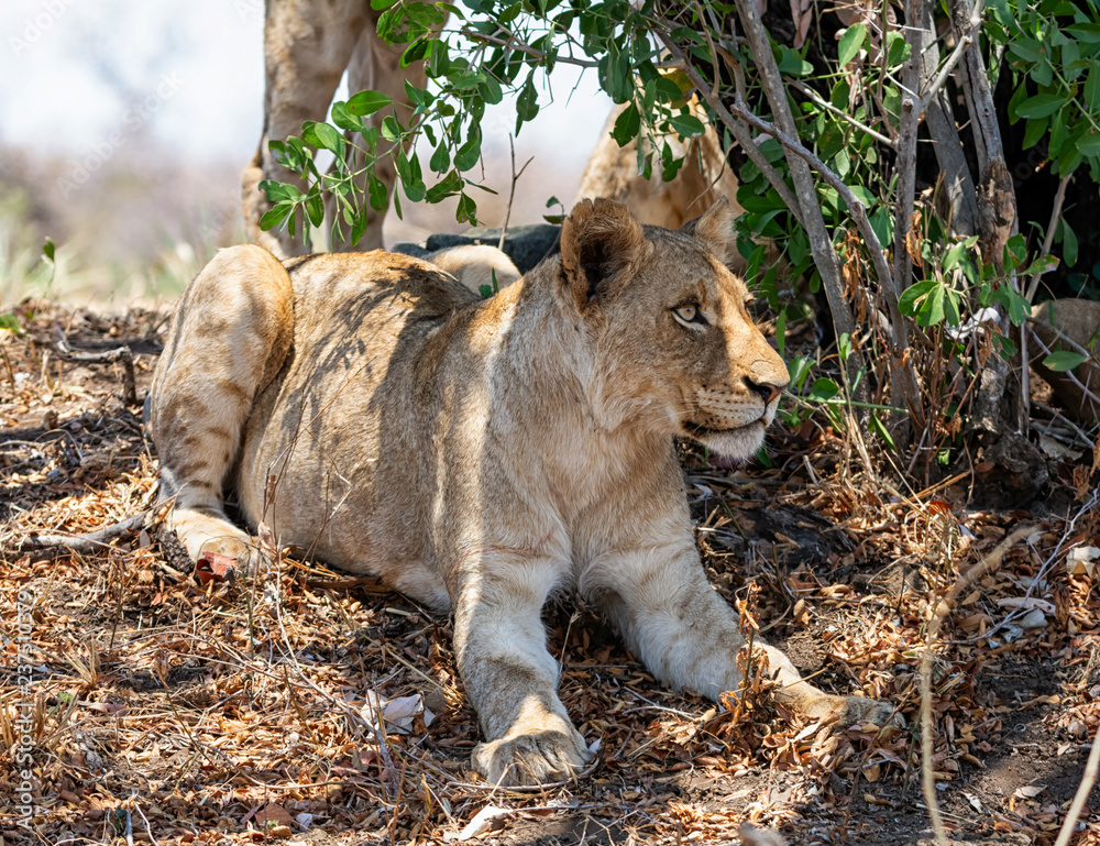 Naklejka premium Juvenile Lion