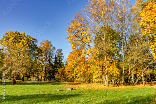 Golden trees in the park