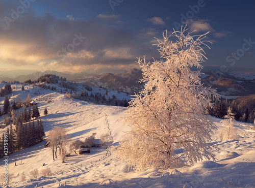 Frozen birch tree in Bukovina region. Chernivtsi oblast. Ukraine photo