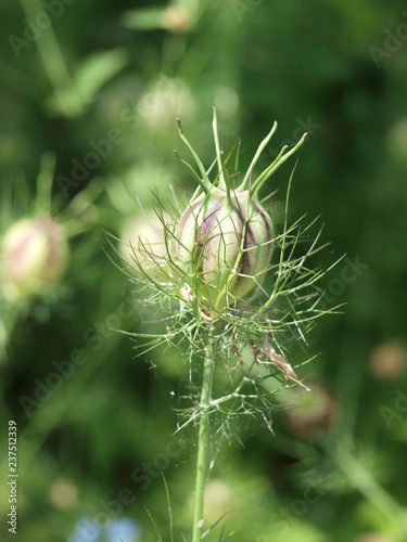 Capsule de nigelle de Damas (Nigella damascena) photo