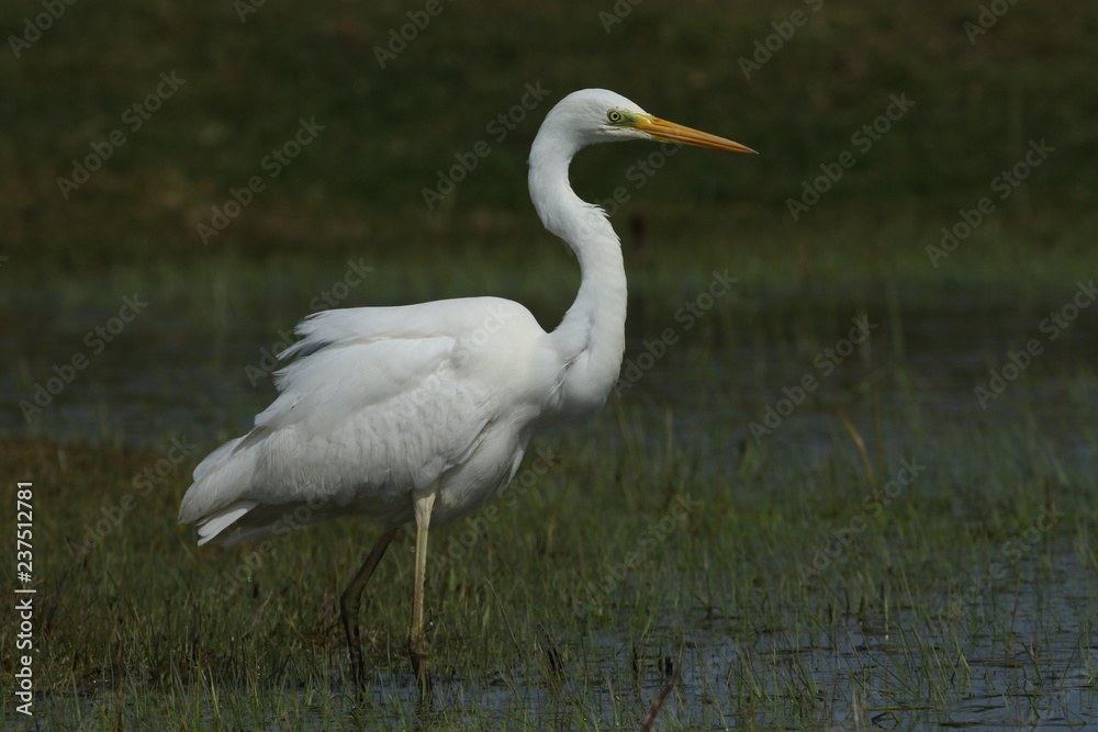 A stunning Great white Egret (Ardea alba) hunting for food in marshland in the UK. A stunning Great white Egret (Ardea alba) hunting for food in marshland in the UK.