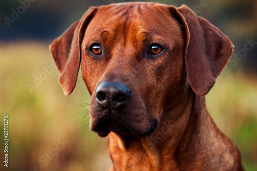 Adorable Rhodesian Ridgeback portrait in nature scene