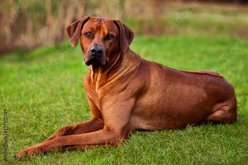 Adorable Rhodesian Ridgeback portrait in nature scene