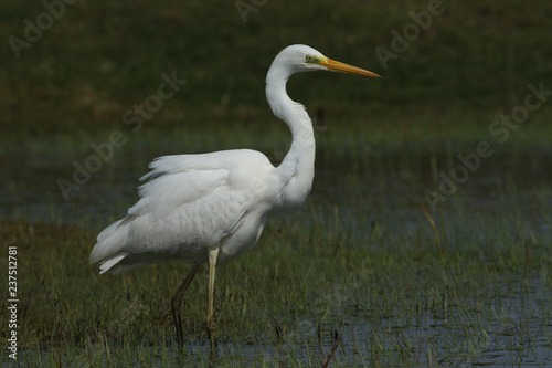A stunning Great white Egret (Ardea alba) hunting for food in marshland in the UK.