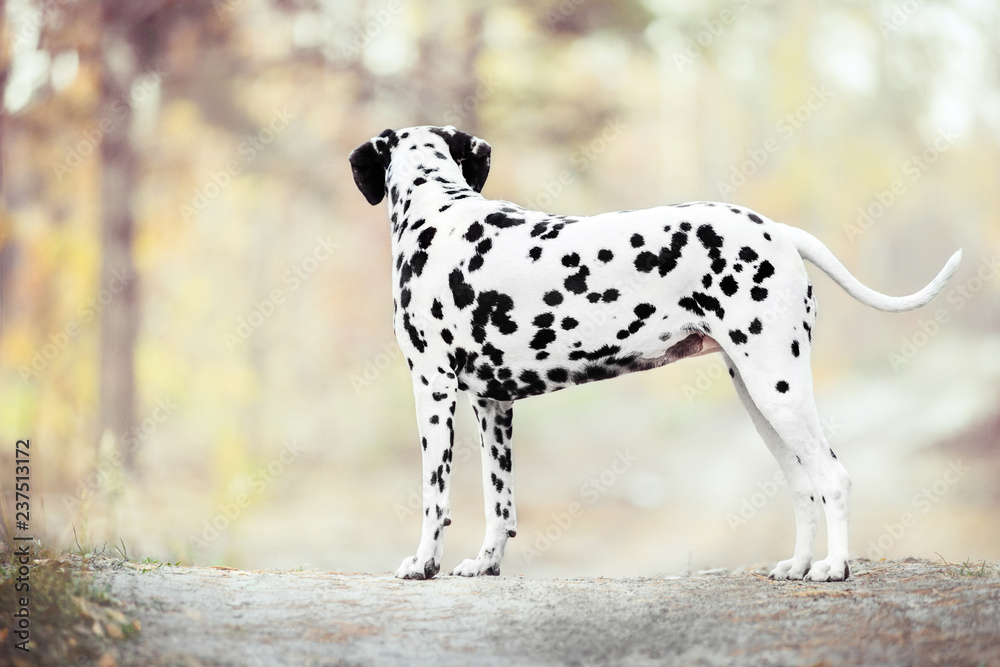 Dalmatian dog standing on golden autumn background