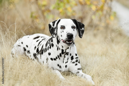 Smilling Dalmatian dog lying on golden autumn background