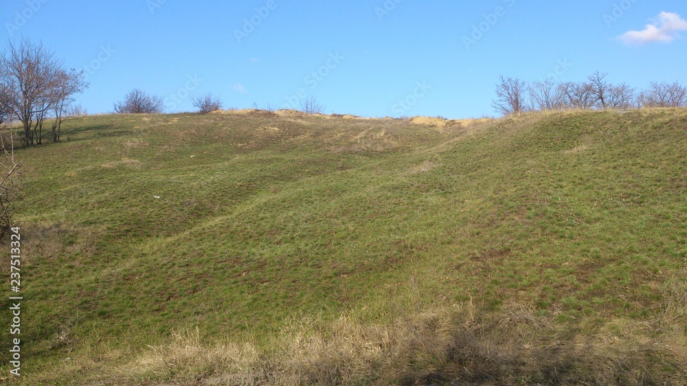 Obraz premium tree in a field