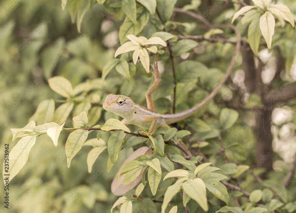 Select eye focus Lizard in thailand. Beautiful Chameleon species in Thailand perched on branch in nature. Select eye focus Lizard in thailand. Beautiful Chameleon species in Thailand perched on branch in nature.