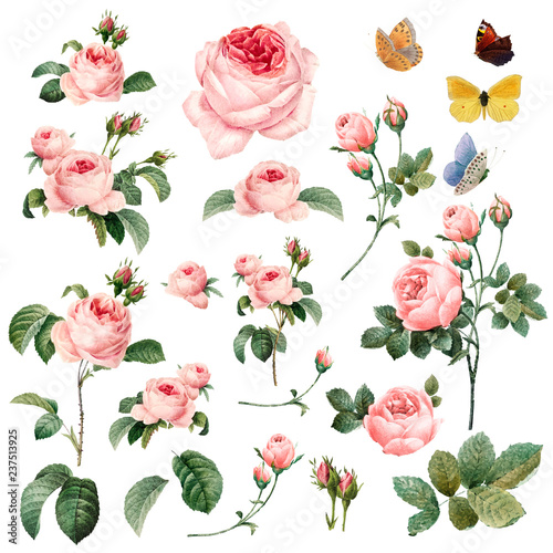 Hand drawn pink roses vector collection