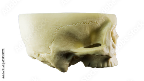  Skull facing side ways isolated on a white background.