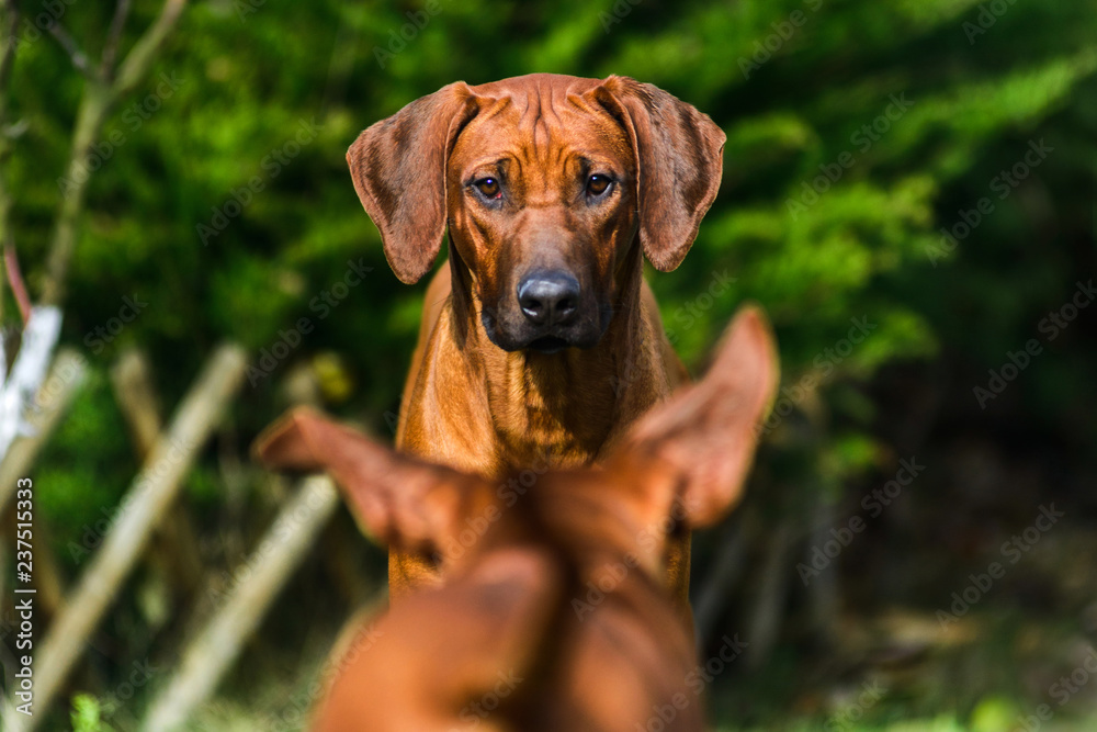 Two funny friendly Rhodesian Ridgebacks dogs playing, running, chasing Two funny friendly Rhodesian Ridgebacks dogs playing, running, chasing