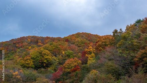 羽鳥湖高原の秋
