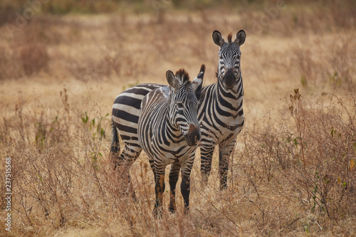 Group of zebra  Safari Wild life in Africa   Tanzania 