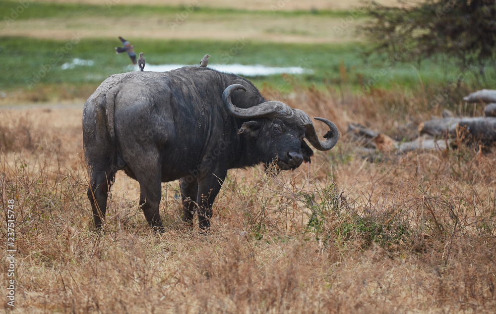 buffalo in kenya