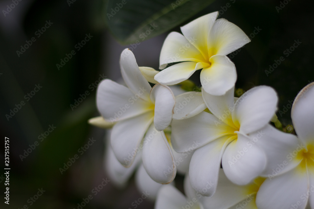 Obraz premium Abstract soft focus white Frangipani flower, Plumeria flora, Graveyard Tree with leaves Beautiful Paper Flower vintage in the garden ,grass background blurry,Asian flowers.