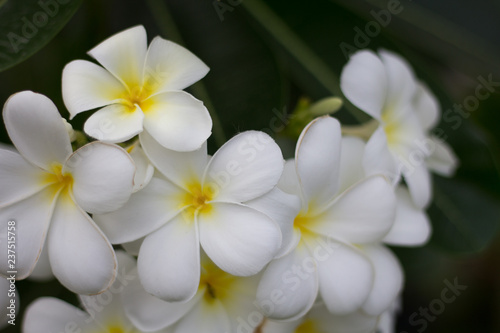 White Frangipani flower, Plumeria flora, Graveyard Tree with leaves Beautiful Paper Flower vintage in the garden ,grass background blurry,Asian flowers.