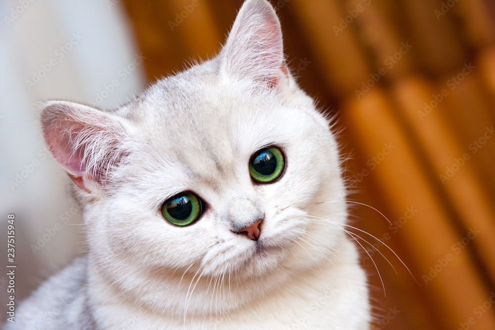 Beautiful white silvery British cat with green eyes looking at the camera, a portrait of the muzzle of a cat close-up. Beautiful white silvery British cat with green eyes looking at the camera, a portrait of the muzzle of a cat close-up.