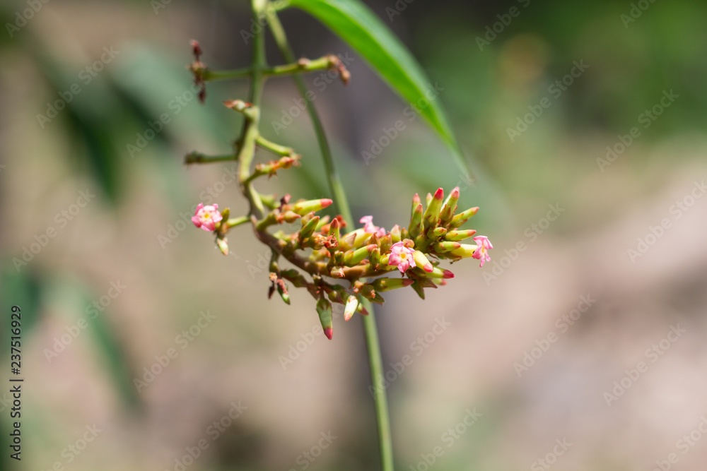 Thailand herbs. Neem fresh vegetables for food, herb of Thailand. Thailand herbs. Neem fresh vegetables for food, herb of Thailand.