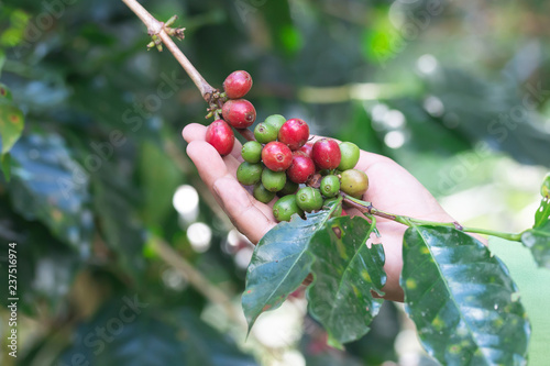 Fresh coffee bean from Thailand garden
