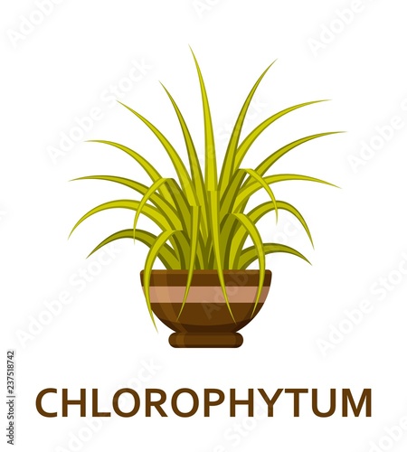 Chlorophytum. Decorative houseplant in pot. Florist indoor tree or interior flowerpot. Vector illustration