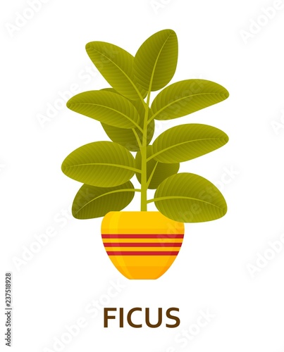 Ficus. Decorative houseplant in pot. Florist indoor tree or interior flowerpot. Vector illustration