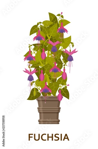 Fuchsia. Decorative houseplant in pot. Florist indoor tree or interior flowerpot. Vector illustration