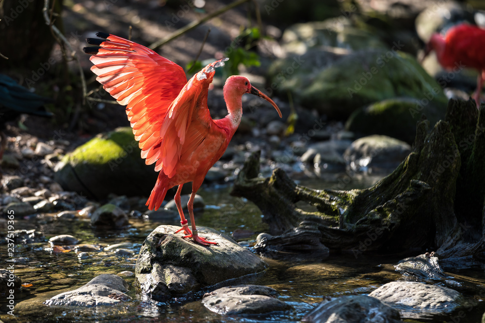 Naklejka premium Szkarłatny Ibis - Czerwony Ibis - Eudocimus ruber