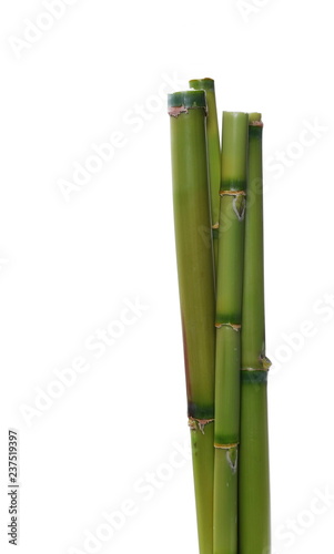 Green bamboo sticks isolated on white background with clipping path