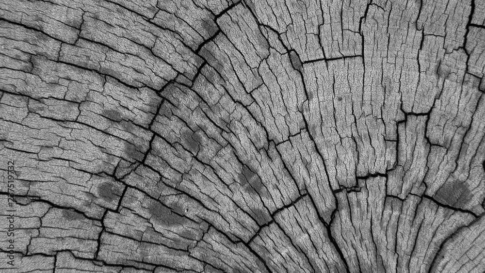 Old Gray cracked wood texture background. Old Gray cracked wood texture background.