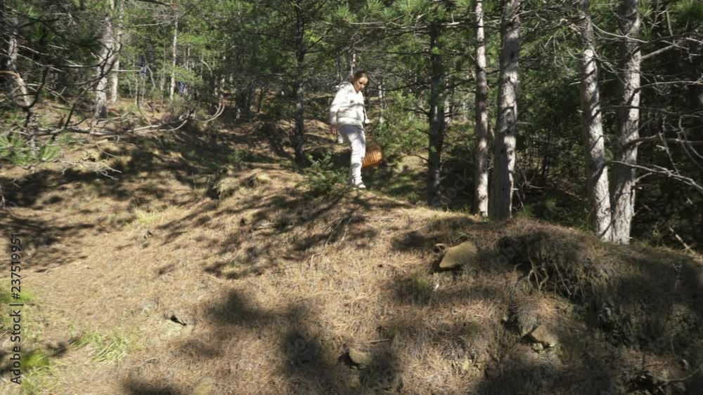 Mushrooming, woman picking mushrooms in the forest Mushrooming, woman picking mushrooms in the forest