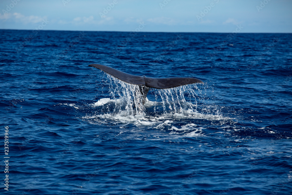 Fototapeta premium Whale tail on water surface, ocean background