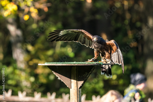 Wüstenbussard - Parabuteo unicinctus