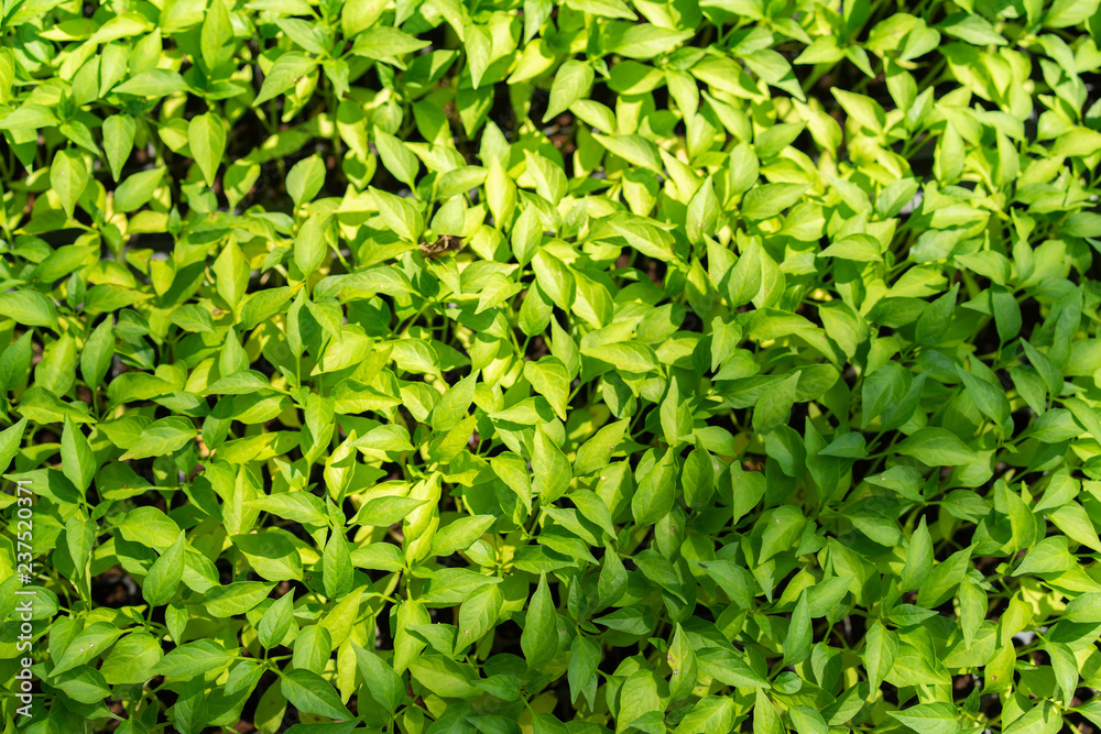 seedling tree In the pot seedling tree In the pot