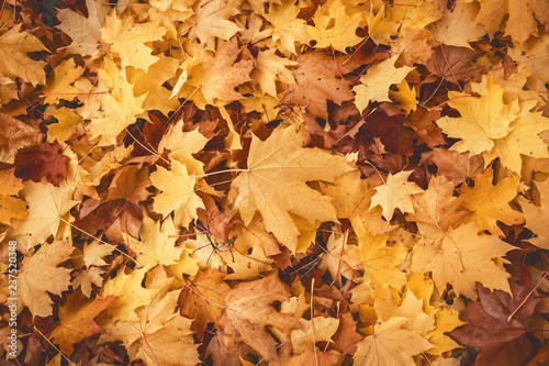 Natural background with autumn maple leaves