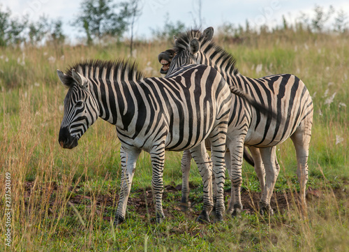 Pretoria, the capitol of South Africa, as viewed from the Klapperkop hill overlooking the city.