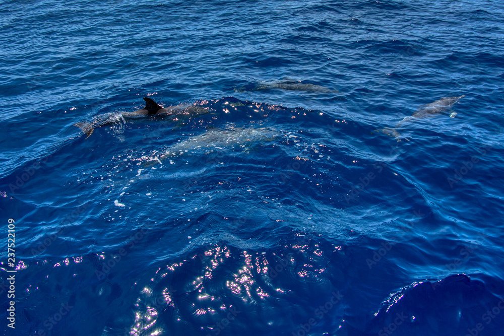 Obraz premium Teneriffa