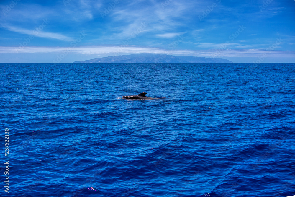 Fototapeta premium Teneriffa