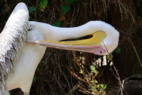 Close up of a pelican preening itself photo