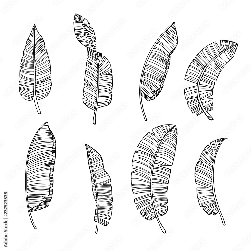 Banana leaves by hand drawing and sketch with line-art on white ...