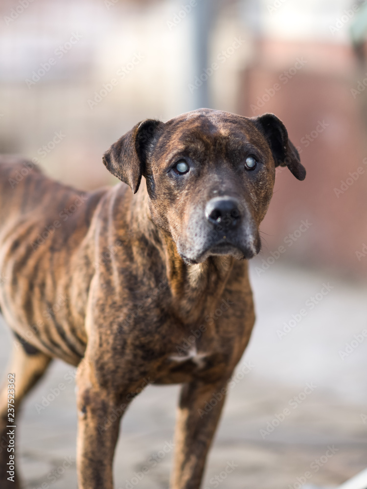 Pitbull dog, dark brown tiger color standing in the yard