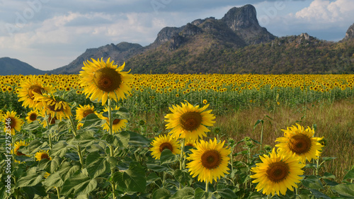 Fototapeta Naklejka Na Ścianę i Meble -  Sunflower field with mountain background