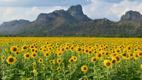 Fototapeta Naklejka Na Ścianę i Meble -  Sunflower field with mountain background