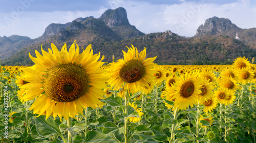 Fototapeta Naklejka Na Ścianę i Meble -  Sunflower field with mountain background