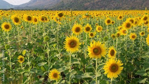 Fototapeta Naklejka Na Ścianę i Meble -  Sunflower field with mountain background