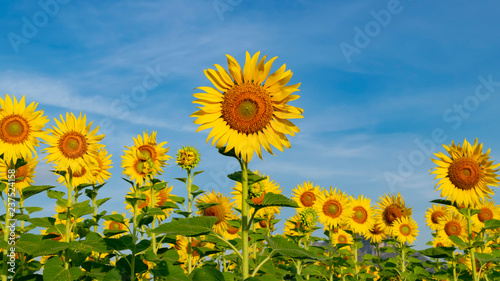 Sunflower field with blue sky background