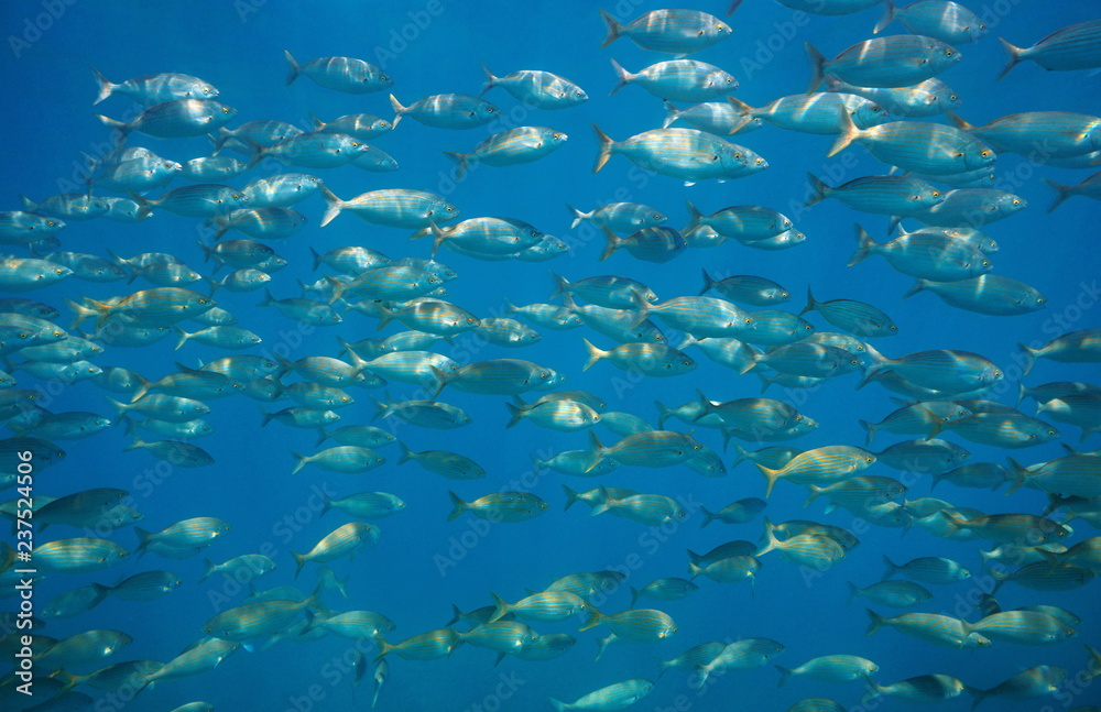 Fototapeta premium Fish school salema porgy, Sarpa salpa, underwater in the Mediterranean sea, Medes Islands, Costa Brava, Spain