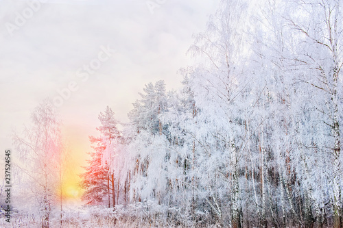 Winter Christmas stage background with copy space. Snow landscape with trees covered with snow under the open sky at sunset